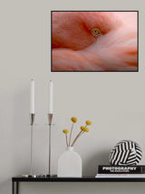 Eye Contact Poster och Canvastavla