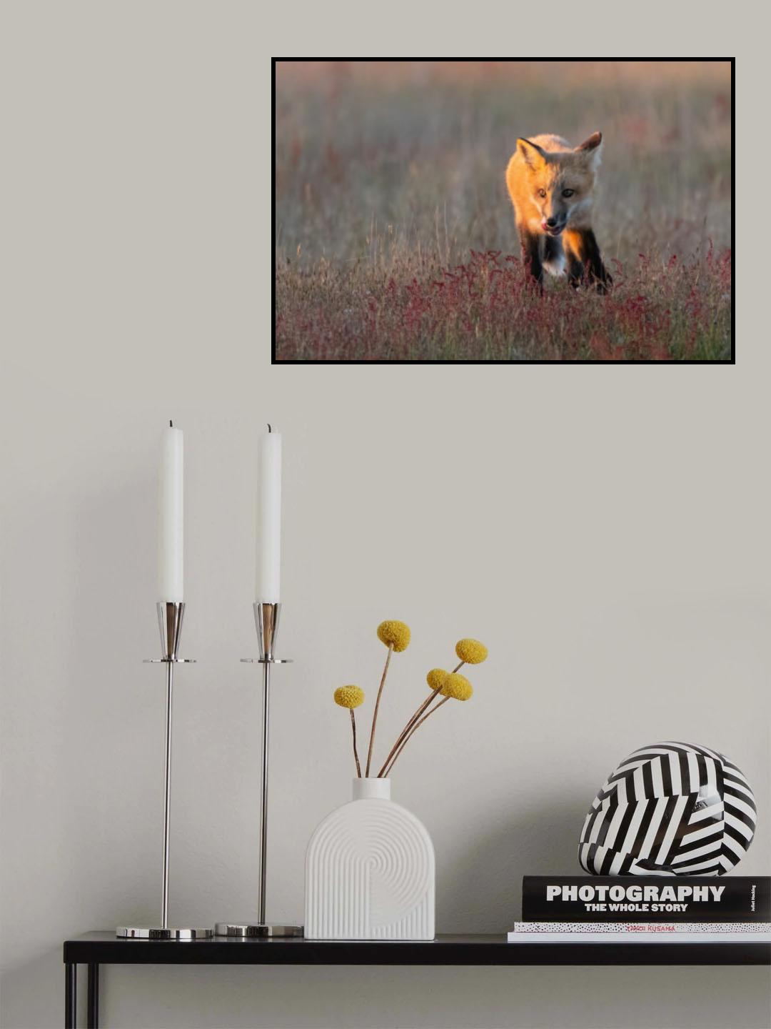 Red Fox Poster och Canvastavla