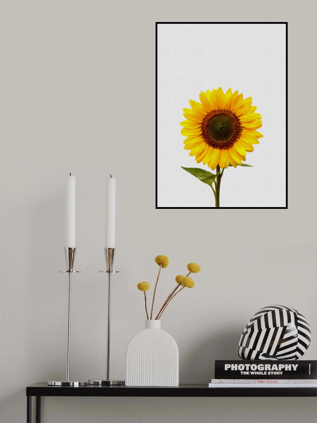 Sunflower Still Life Poster och Canvastavla