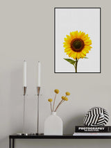 Sunflower Still Life Poster och Canvastavla