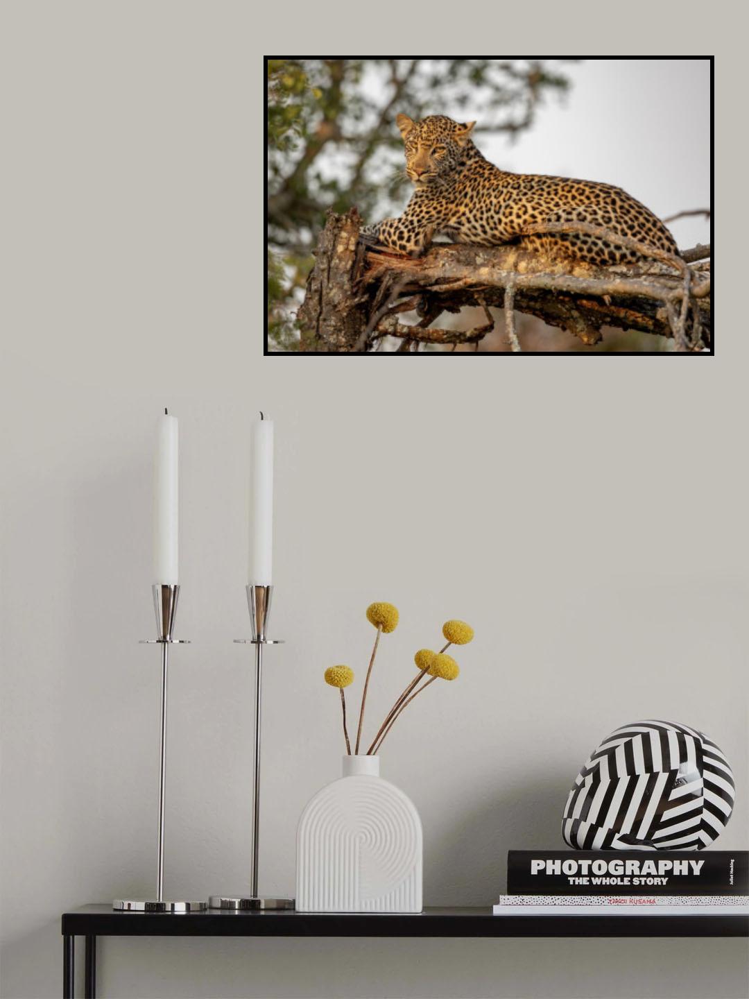 Young Leopard Poster och Canvastavla
