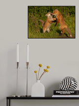 Red fox Poster och Canvastavla