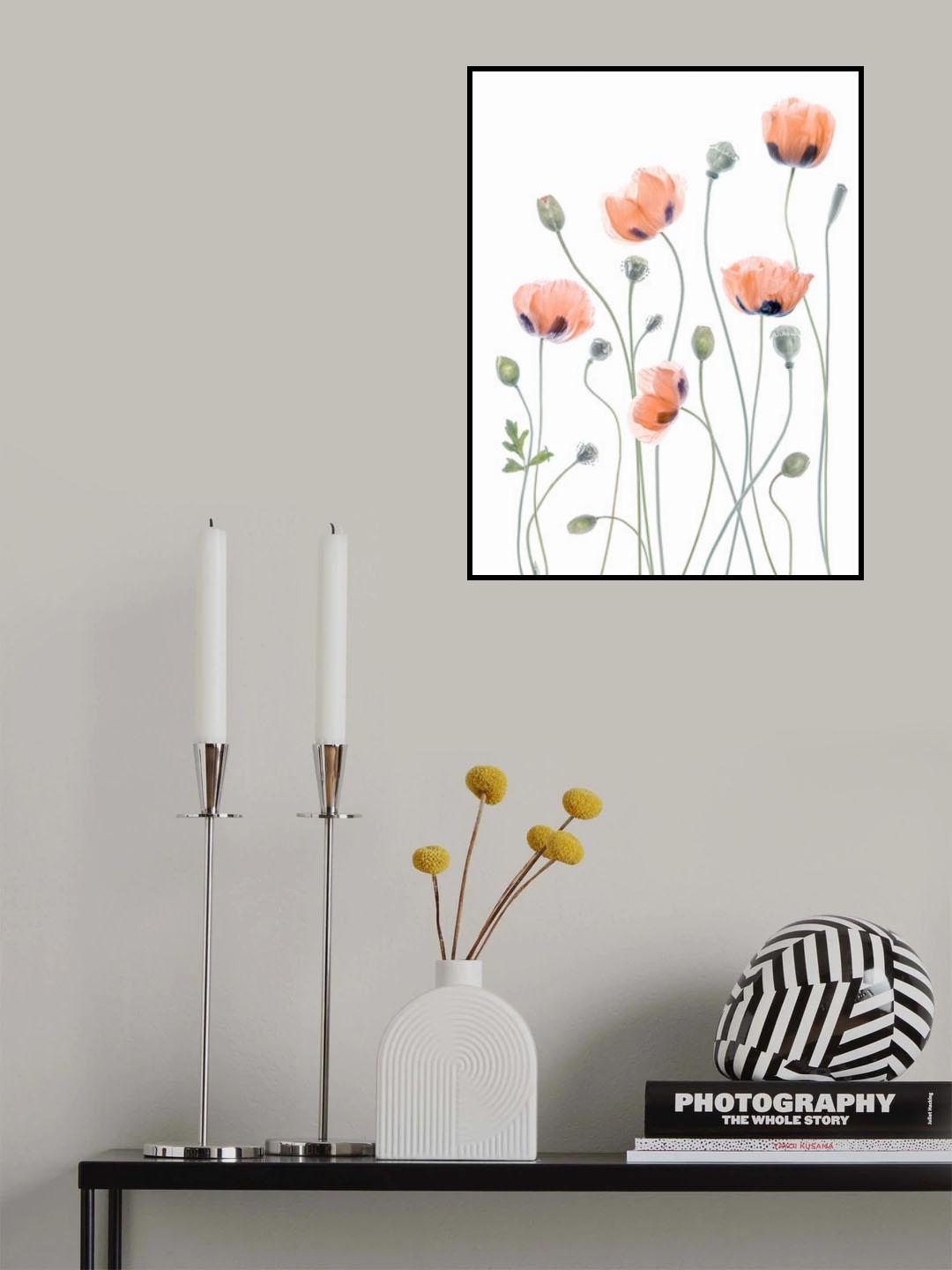 Poppies Poster och Canvastavla