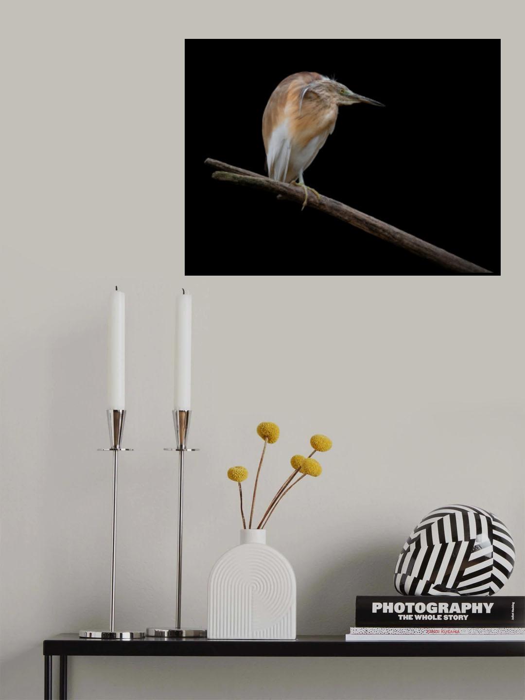 Little Bittern - Ixobrychus Minutus Poster och Canvastavla