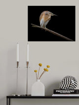Little Bittern - Ixobrychus Minutus Poster och Canvastavla