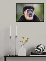 Colobus Guereza Poster och Canvastavla