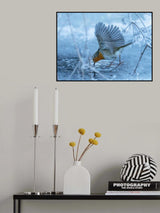 European robin (Erithacus rubecula). Poster och Canvastavla