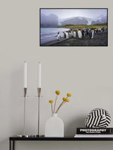 The King Penguins‘ Habitat in South Georgia Island Poster och Canvastavla