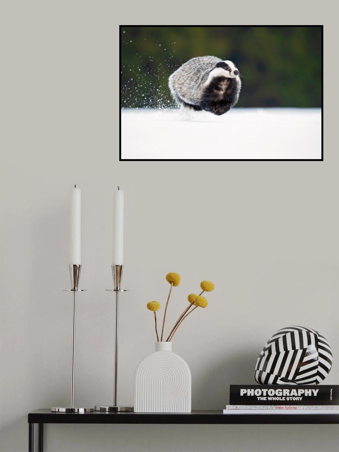 European badger Poster och Canvastavla