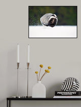 European badger Poster och Canvastavla