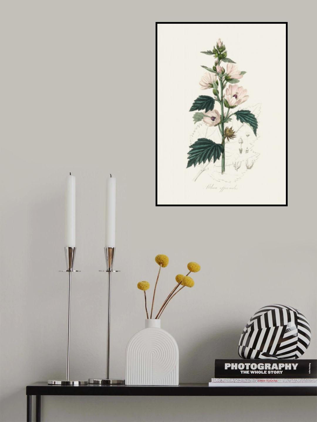 Common Marshmallow (althea Officinalis) Medical Botany Poster och Canvastavla