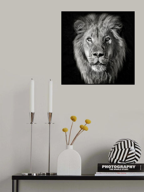 Lion Portrait- Panthera Leo Poster och Canvastavla