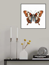 Butterfly 36 Poster och Canvastavla