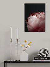 Moody blush peony II Poster och Canvastavla