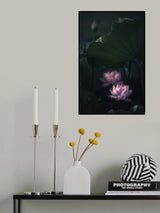 Water Lily Poster och Canvastavla