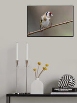 Goldfinch Poster och Canvastavla