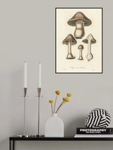 Agaricus Bulbosus Illustration. Medical Botany 1836 Poster och Canvastavla