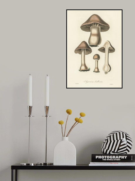 Agaricus Bulbosus Illustration. Medical Botany 1836 Poster och Canvastavla