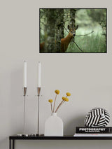Roe deer Poster och Canvastavla