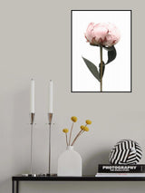 Blush peony II Poster och Canvastavla