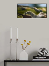 sequence in canter Poster och Canvastavla