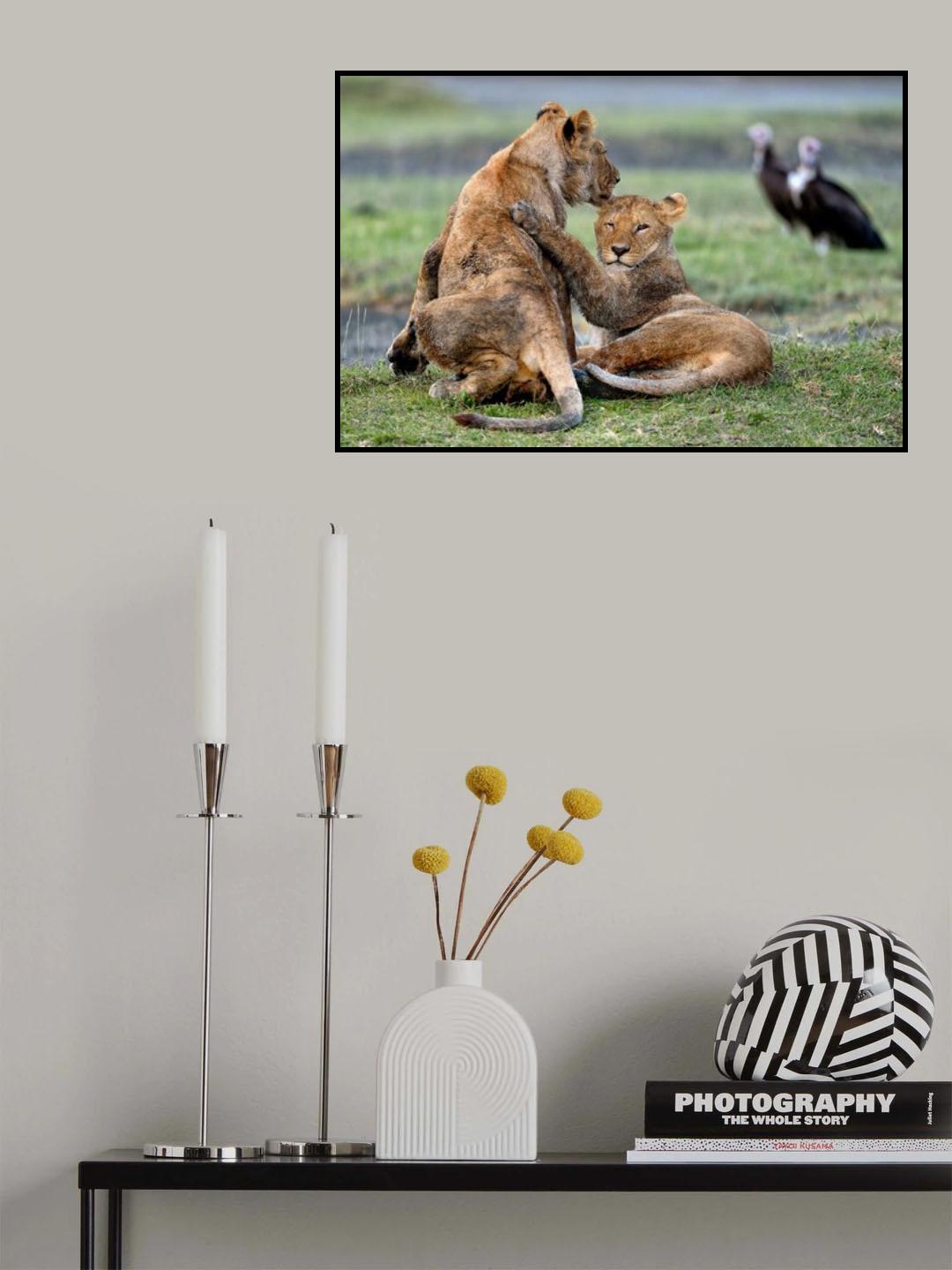 Youngs Lions - Serengeti Tanzania Poster och Canvastavla