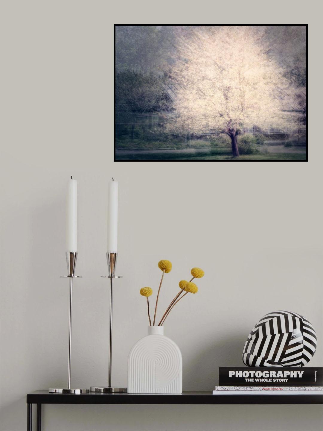 Apple tree in bloom Poster och Canvastavla