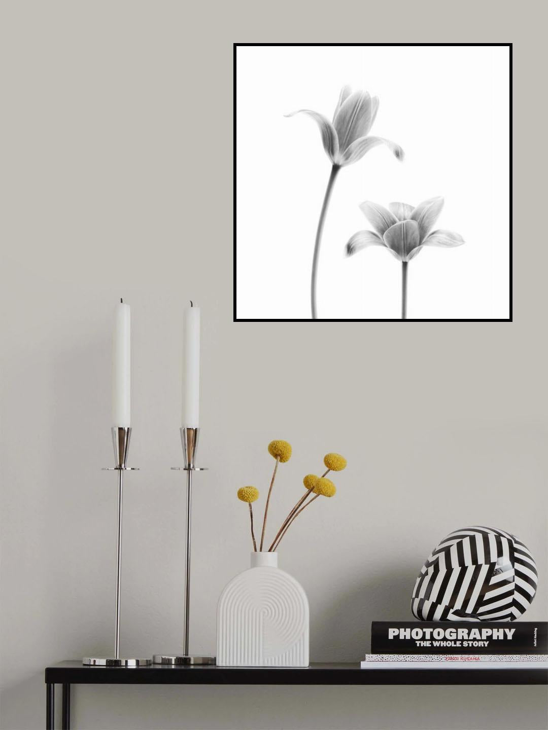 First tulips Poster och Canvastavla