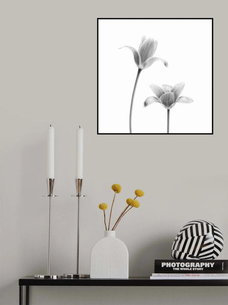 First tulips Poster och Canvastavla