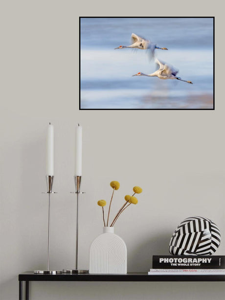 Duo Cranes Flying Poster och Canvastavla