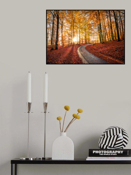Road in Söderåsen nationalpark, Sweden Poster och Canvastavla