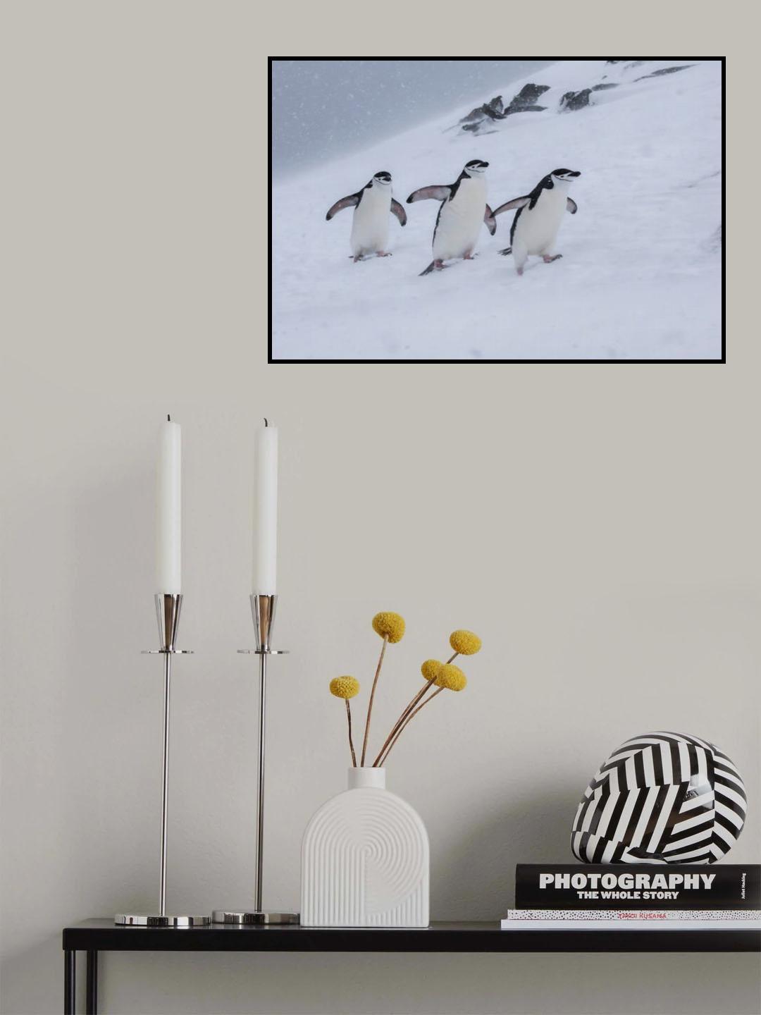 Happy Chinstraps in a Snow Storm Poster och Canvastavla