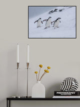Happy Chinstraps in a Snow Storm Poster och Canvastavla