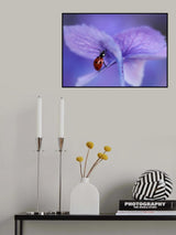 Ladybird on purple hydrangea Poster och Canvastavla