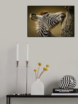 Zebra Poster och Canvastavla