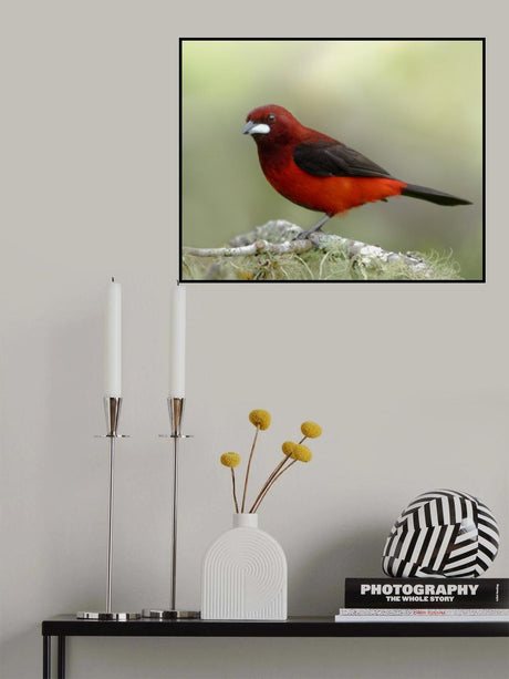 Ramphocelus dimidiatus Poster och Canvastavla