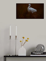 Little egret Poster och Canvastavla