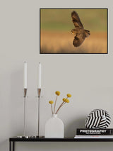 Long-eared owl Poster och Canvastavla
