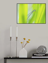 dragonfly Poster och Canvastavla