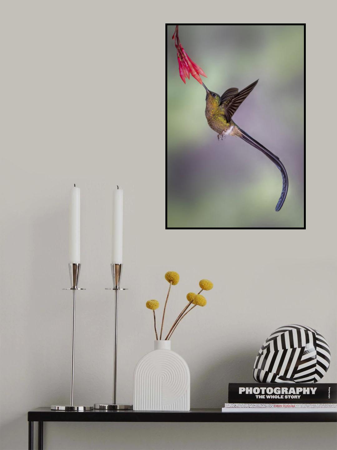 Elegant Violet-tailed Sylph Poster och Canvastavla