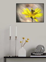 Little butterfly Poster och Canvastavla