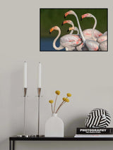 Flamingos walking Poster och Canvastavla