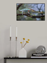 Chameleon Poster och Canvastavla