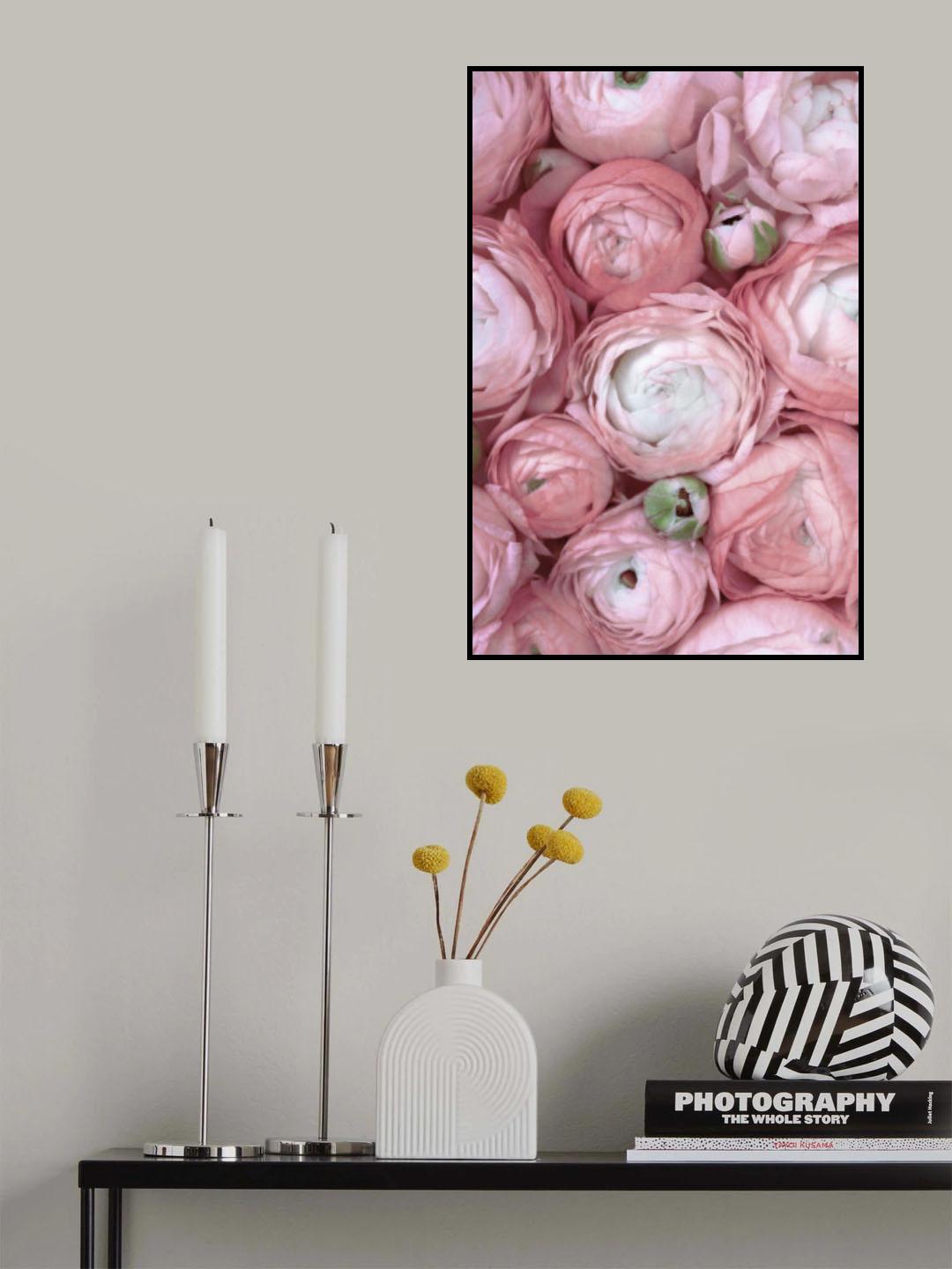 Subdued blush ranunculus Poster och Canvastavla