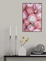 Subdued blush ranunculus Poster och Canvastavla