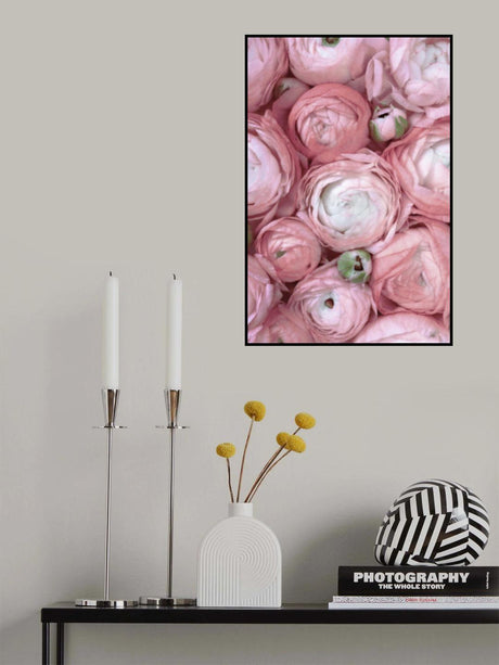 Subdued blush ranunculus Poster och Canvastavla