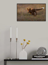 Red Fox Poster och Canvastavla