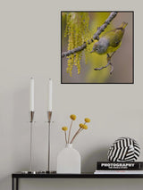 Nashville warbler Poster och Canvastavla