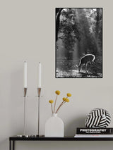 A fawn in the forest Poster och Canvastavla