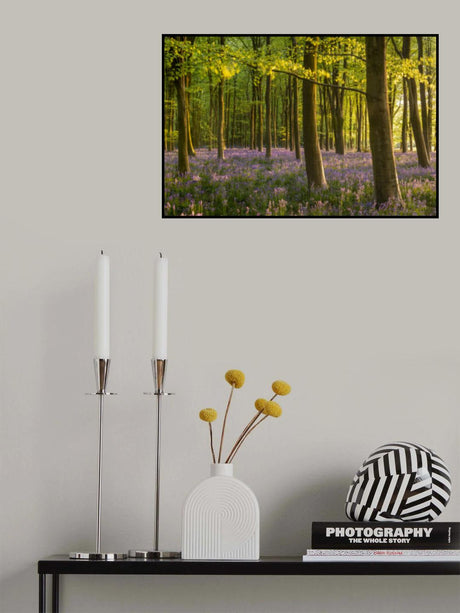 Bluebell Woodland Poster och Canvastavla